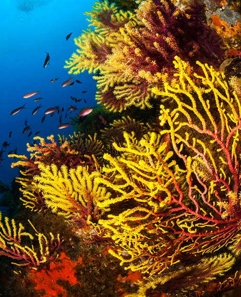 istock Beautiful Spain underwater pictures 1431258876