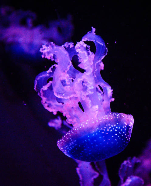istock Beautiful Spain underwater pictures 1431259120