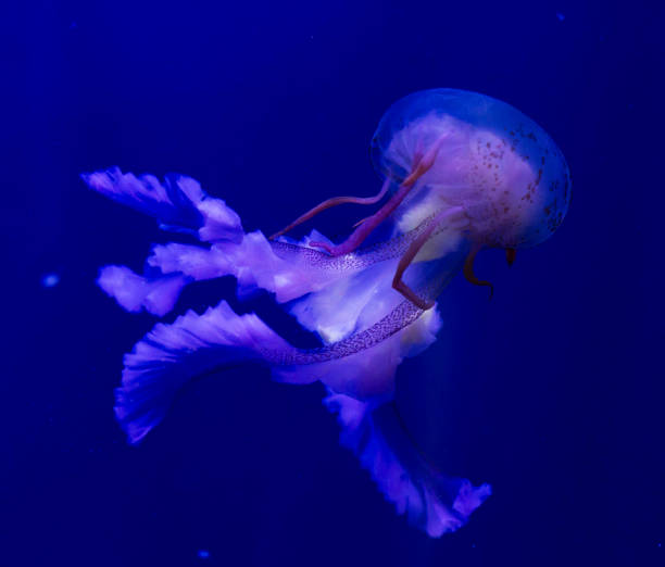 istock Beautiful Spain underwater pictures 1431259185