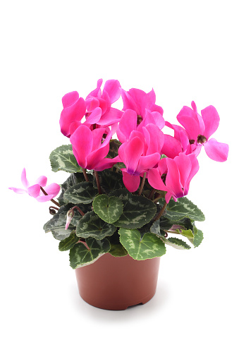 Pink Cyclamen flower on white isolated background