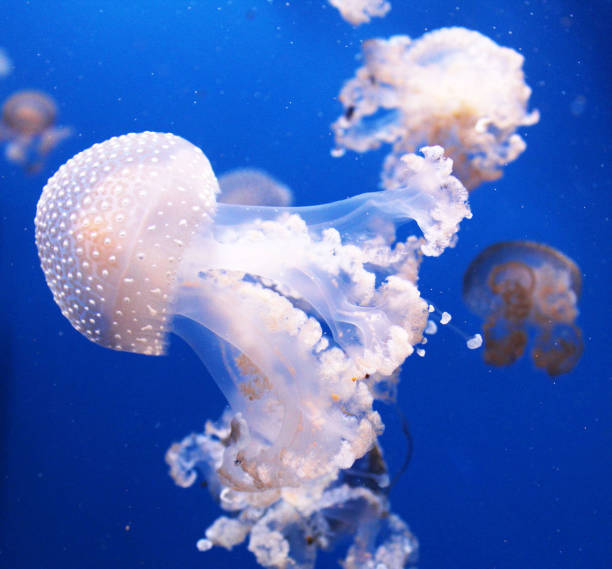 istock Beautiful Spain underwater pictures 1431259379