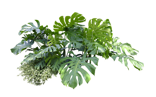 Tropical plant flower bush shrub tree isolated on white background with clipping path