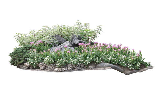 istock Tropical plant flower bush shrub tree isolated on white background with clipping path 1431263491
