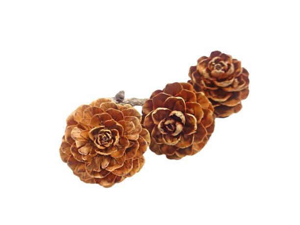 istock Natural flower-like tiny dry pine cones with branch on white background 1431265020