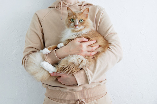 Beige cat in the hands of a caucasian woman. White background.