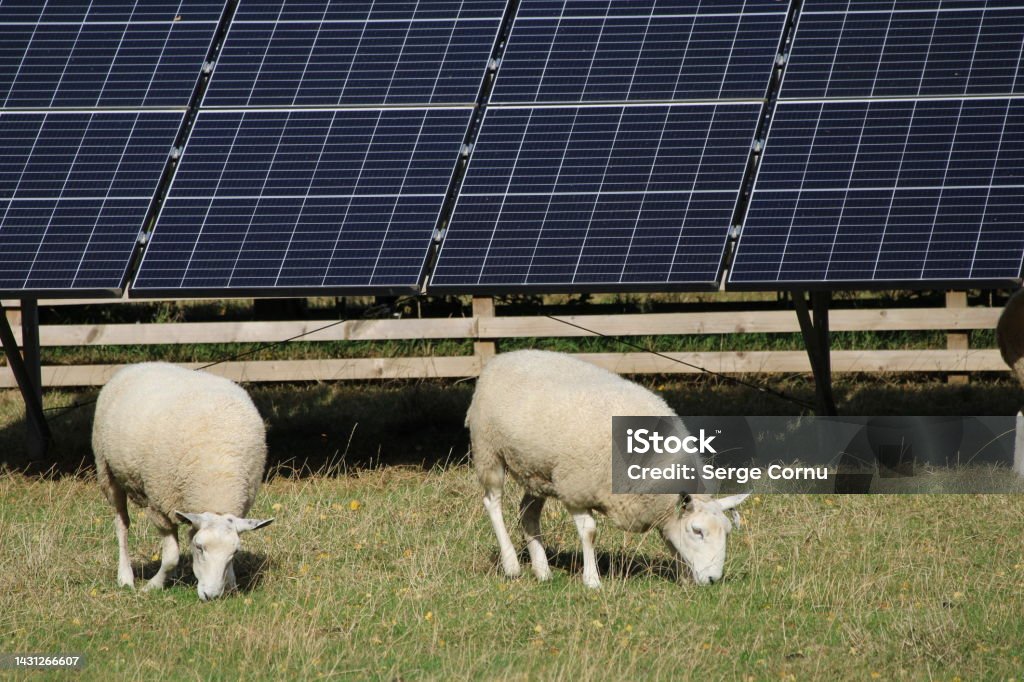 Sheep in Solar Farm Two sheep grazing on the green grass of a photovoltaic power station field near Edinburgh Scotland Agricultural Activity Stock Photo