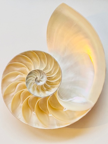 Vertical high angle extreme closeup photo of the cross section of a Nautilus shell on a white background.