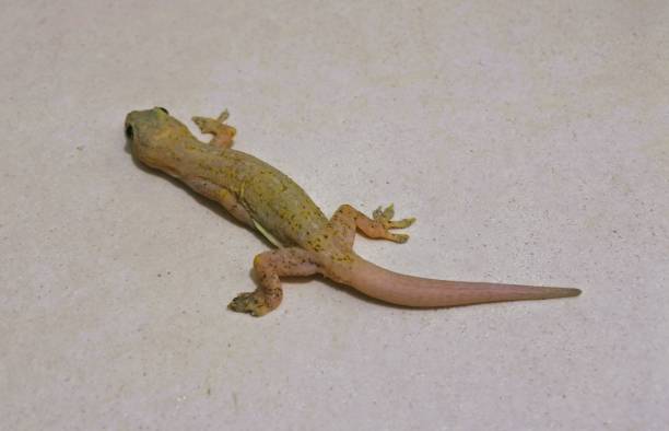 istock a lizard hides one of its legs 1431267846