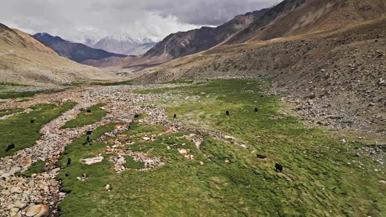 Beautiful Himalayan Yak grazing, running on the slopes of the Himalayan mountains - Drone shot