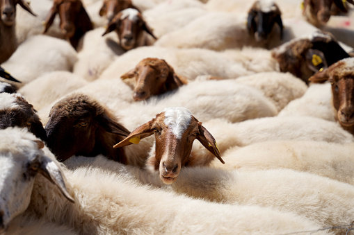 Close up head of black sheep in the flock of white sheeps