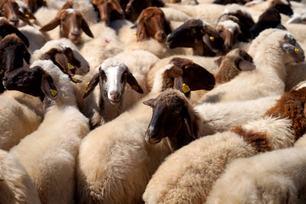 istock brown-headed sheep standing side by side in a sheep pen 1431270393