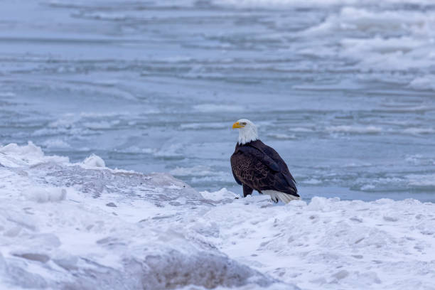 istock Bald  eagle on the shore of the lake Michigan 1431271799