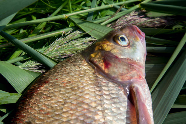 Close up view of big freshwater common bream fish on keepnet.