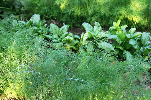 Organic farm, agriculture. Dill and spinach, greens in the garden. Selective focus
