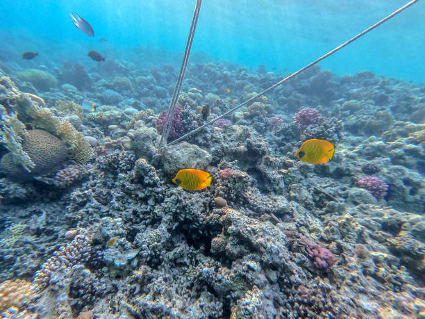 istock Bluecheek butterflyfish (Chaetodon semilarvatus) at the Red Sea coral reef. 1431275149