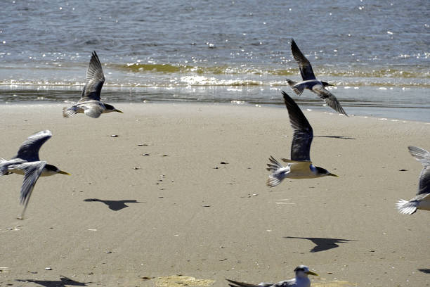 Sea Birds on the Manning Point Beach in the Mid North Coast