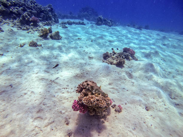 istock Whitespotted Puffer (Arothron hispidus) at coral reef. 1431279559