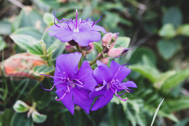 istock Three purple flowers in dark tones representing sadness. 1431283189