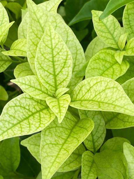 istock Beautiful green leaves in garden 1431283191