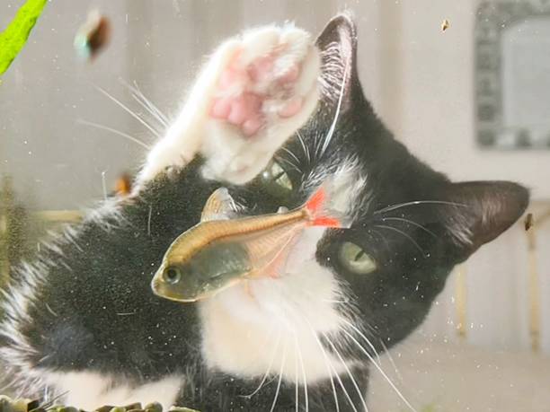 istock the cat looks at the fish in the aquarium 1431284549
