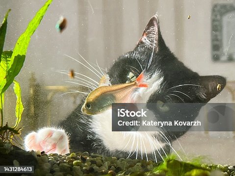 istock the cat looks at the fish in the aquarium 1431284613