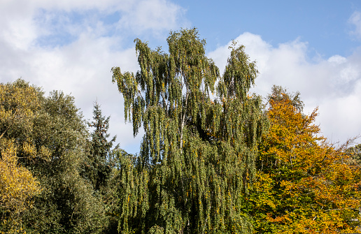 An image of trees and a bright blue sky. Leafs backlight with sunlight.