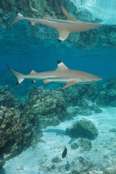 A blacktip reef shark underwater reflected by water surface A blacktip reef shark underwater reflected by water surface, south Pacific ocean, French Polynesia, natural scene blacktip reef shark stock pictures, royalty-free photos & images