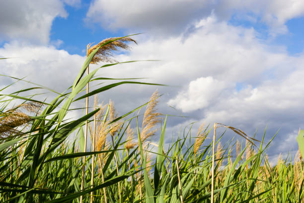 caña común phragmites australis. matorrales de troncos secos y esponjosos de caña común sobre el fondo del cielo azul de otoño. primer plano. concepto de naturaleza para el diseño - carrizo común fotografías e imágenes de stock