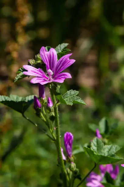 Flower of garden tree-mallow with droplets of dew on the petals Lavatera thuringiaca.