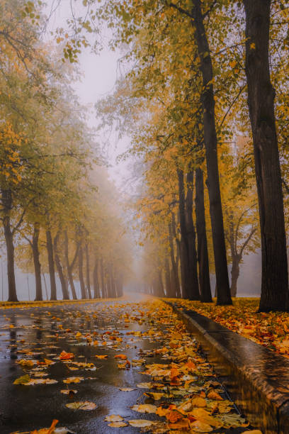 Misty autumn road on Mt Tom in Holyoke, Massachusetts. Photo taken on a foggy mountain road during the early autumn foliage season. The Pioneer Valley is known for its scenery and as a vacation destination and its beautiful fall foliage ranks with the best in New England 