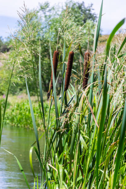 istock Typha latifolia Common Bulrush blackamoor flag water-torch by the lake 1431285998