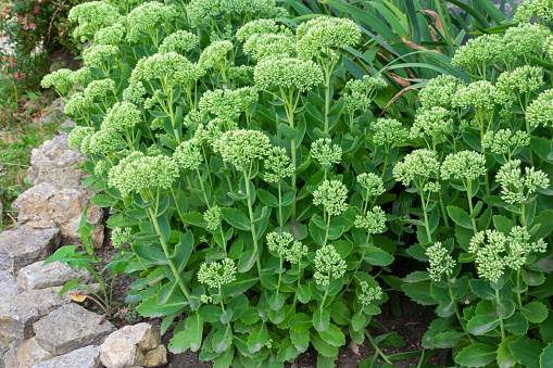 Orpine in early spring with green leaves only .Young shoots of orpine Sedum telephium. Beautiful green plants. Nature background.