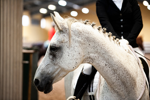 Horse jumping over an obstacle during a showjumping competition.