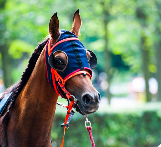 istock horse portrait 1431290178