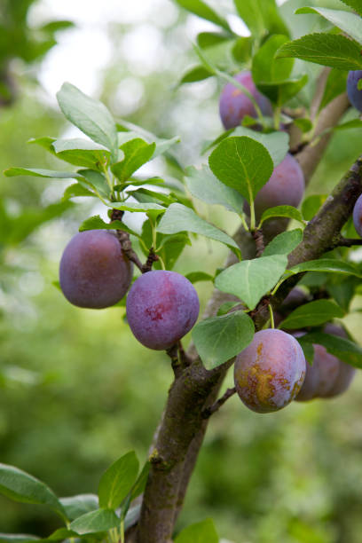 istock Plum tree branch with ripe juicy fruits on sunset light. 1431290853