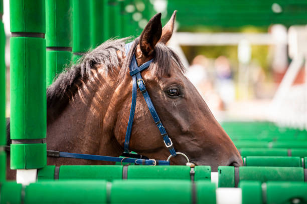 horse in the starting machine