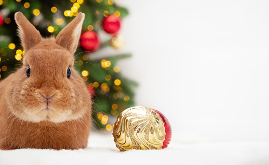 Red bunny lying near Christmas tree looking at camera.Happy New 2023 Year of rabbit according to Chinese,east calendar.Cute,adorable pet,animal festive celebration card, copy space.