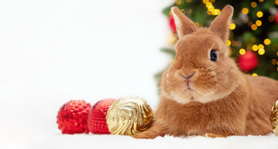 Red bunny lying near Christmas tree looking at camera.Happy New 2023 Year of rabbit according to Chinese,east calendar.Cute,adorable pet,animal festive celebration card, copy space.