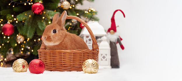 Bunny lying near Christmas tree sitting in basket.Happy New 2023 Year of rabbit according to Chinese,east calendar.Adorable pet,animal festive celebration card, copy space.Gift,surprise for holiday.