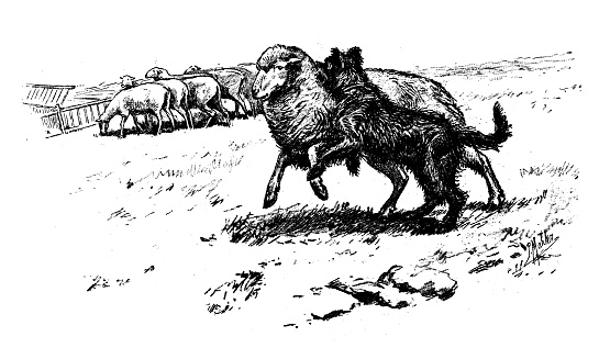 Antique image: Sheepdog herding