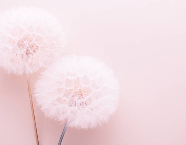 istock Abstract dandelion flower background. Seed macro closeup. Soft focus 1431298980