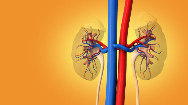 órgano interno humano con ilustración 3d de riñón - blood filter fotografías e imágenes de stock