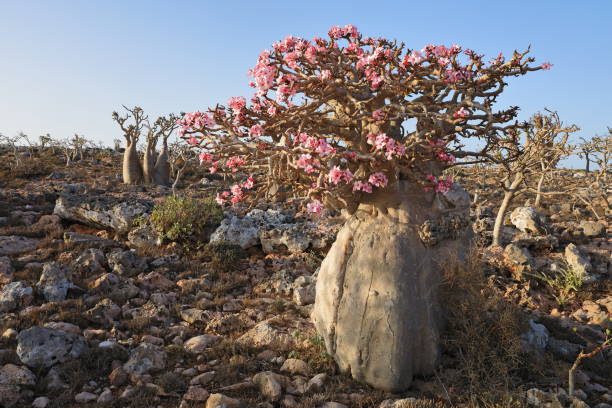 istock Bottle tree in bloom - adenium obesum 1431302648