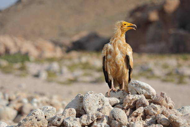 Egyptian Vulture (Neophron percnopterus), Socotra island