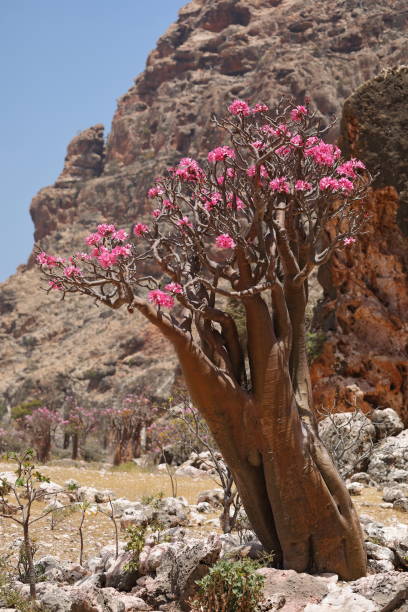 istock Bottle tree in bloom - adenium obesum 1431303105