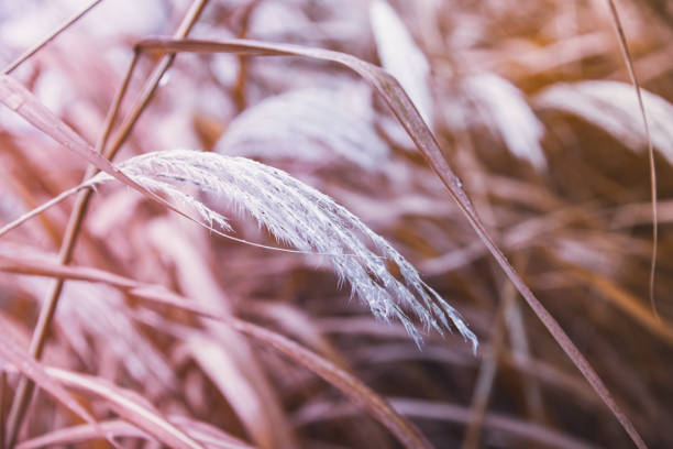 istock Golden dried meadow grass. The natural background, selective focus 1431304787