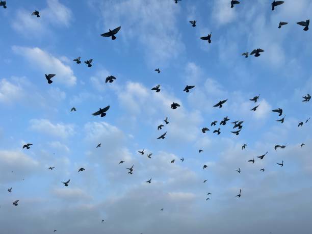 istock many birds fly in the sky 1431306218