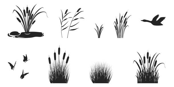 silhouette von schilf mit gras und dickicht. schwarzer schatten der sumpfvegetation mit schmetterlingen und wildente - schilf stock-grafiken, -clipart, -cartoons und -symbole