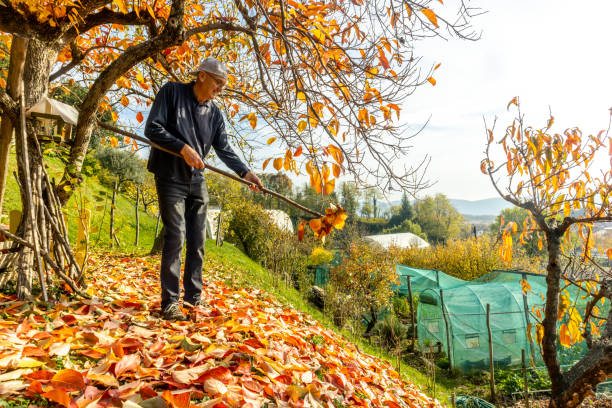 istock Man Raking The Yard  in Autumn 1431308194