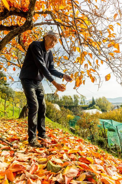 istock Man Raking The Yard  in Autumn 1431308195